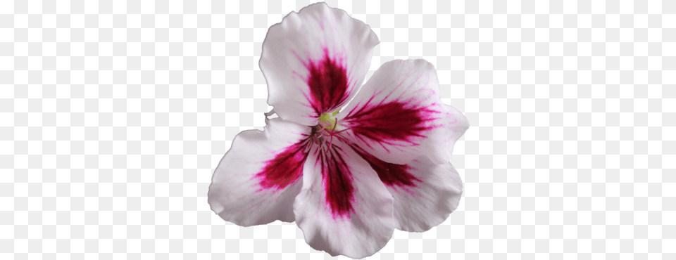 Download Flower Free Transparent And Clipart Geranium Plant Clip Art, Anther, Petal, Person Png Image