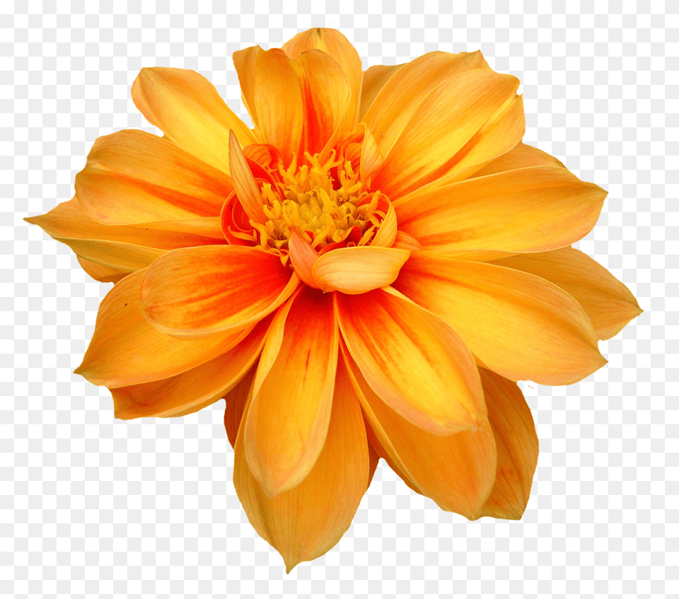 Download Flower Free Transparent Flower, Dahlia, Plant, Daisy Png