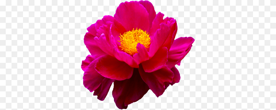 Download Flower Free Transparent And Clipart, Plant, Pollen, Rose, Petal Png Image