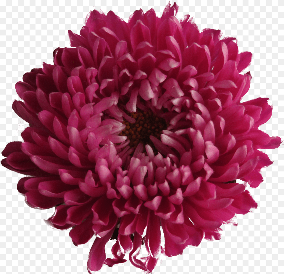 Download Flower Image And Clipart Chrysanthemum Flower Pink Background, Dahlia, Daisy, Petal, Plant Free Transparent Png