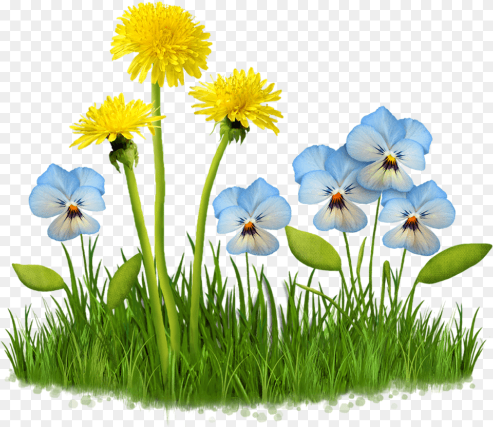 Download Flower Garden Plant Nature Grass Field Lawn Gambar Musim Semi Animasi, Petal, Daisy, Anemone Png