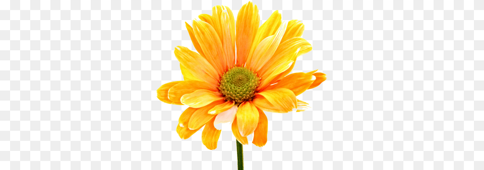 Download Flower Image And Clipart Flower, Daisy, Petal, Plant, Anther Free Png