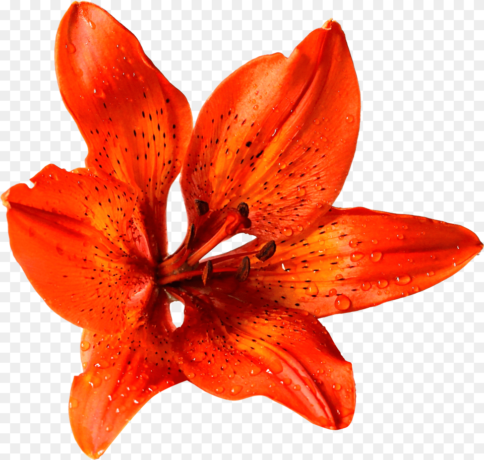 Download Flower Image For Background Real Flowers Plant, Lily, Petal Free Transparent Png