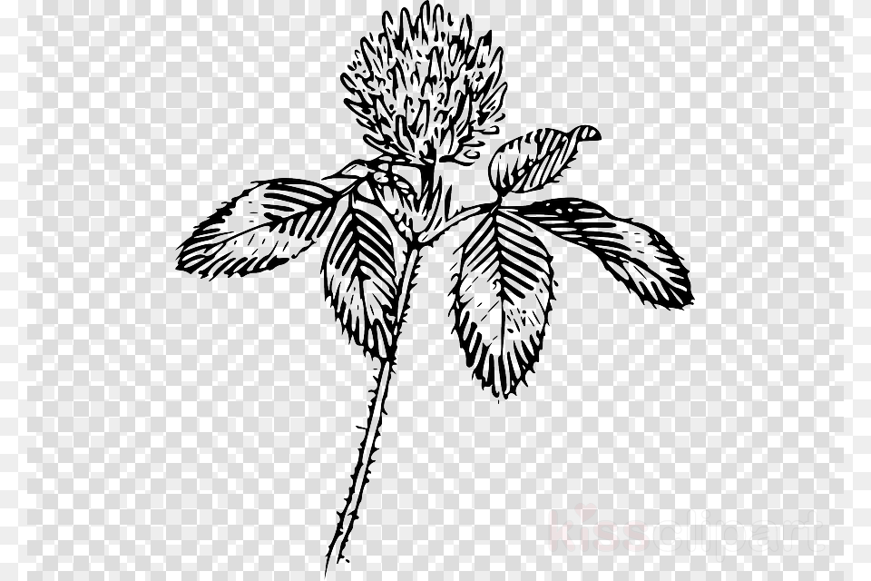 Download Flower Outline Clipart Four Leaf Clover Red Clover Drawing, Art, Graphics, Pattern, Floral Design Png