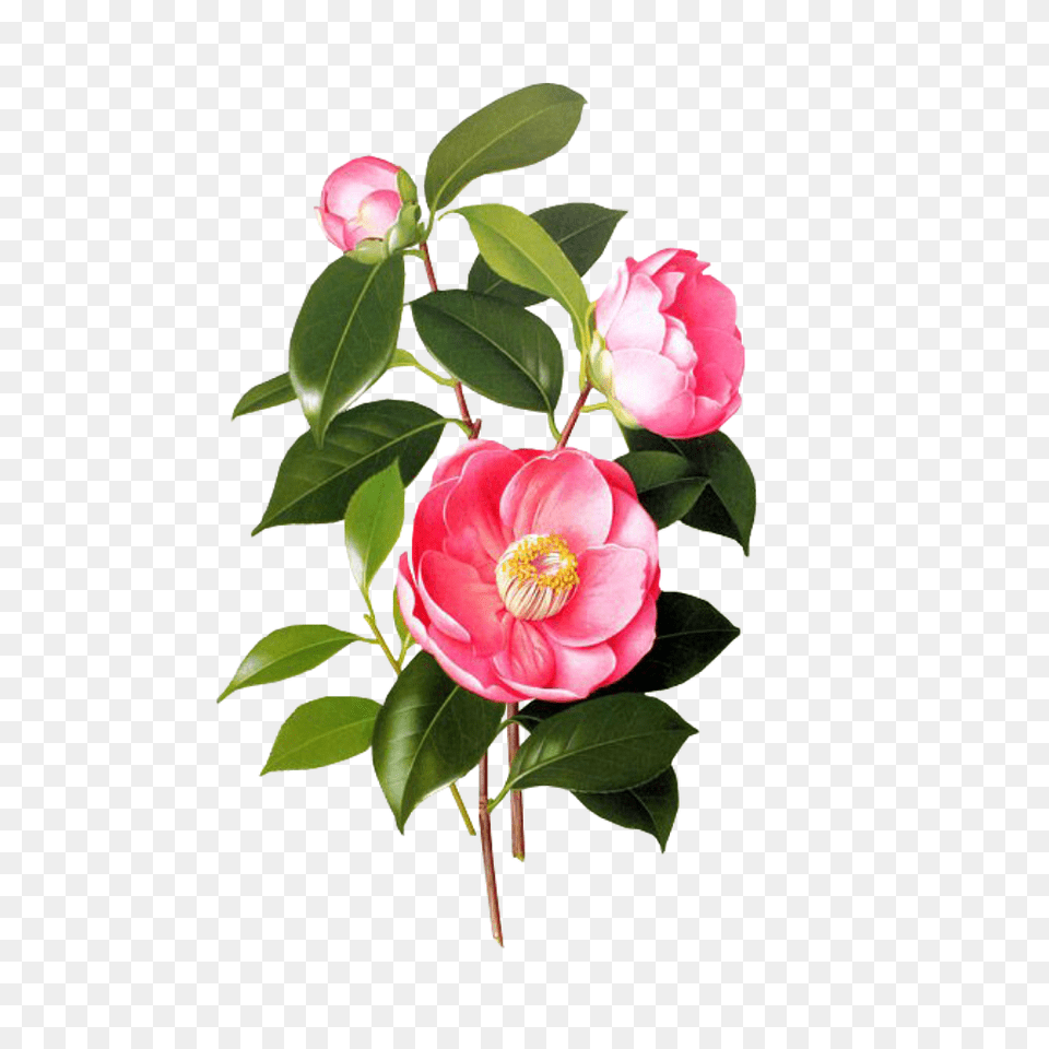 Flower Pink Spring Overlay Kpopedit Edits Camellia Japonica Illustration, Anemone, Petal, Plant, Rose Free Png Download