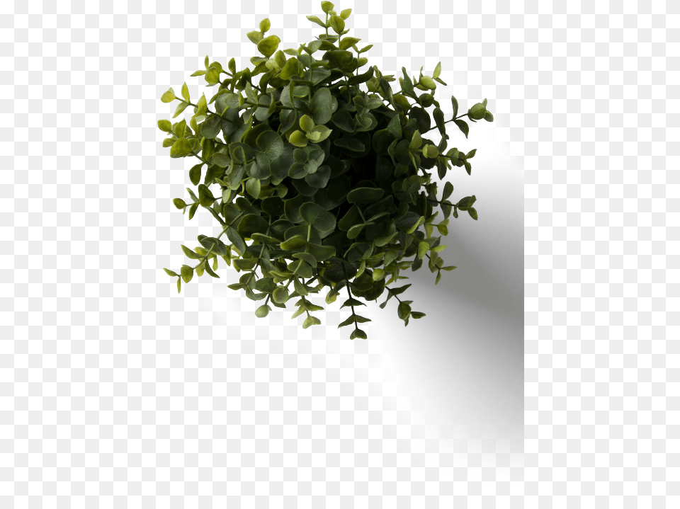 Download Flower Plant Top View With Plant Top View, Vase, Pottery, Potted Plant, Planter Free Png