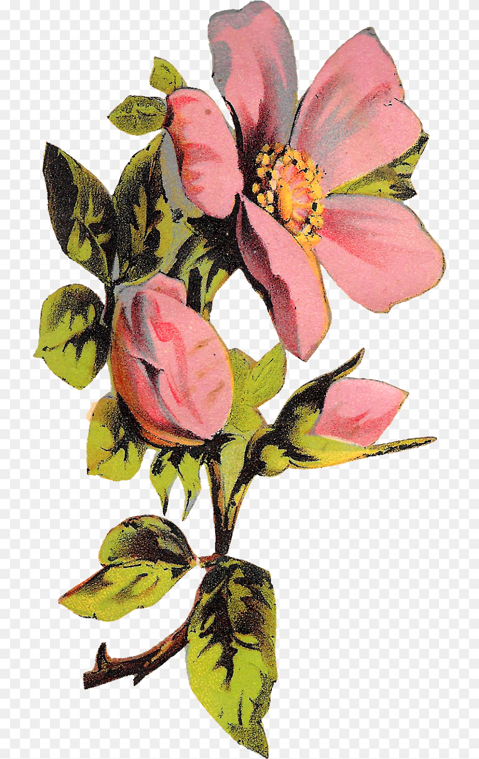 Download Flower Rose Floral Botanical Background Floral Illustration, Petal, Plant, Anemone Free Transparent Png