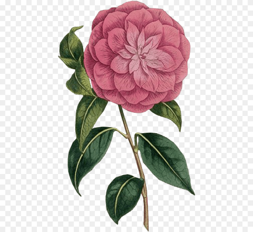 Flower Spring Pink Overlays Overlay William Curtis Botanist, Dahlia, Plant, Rose, Leaf Free Png Download