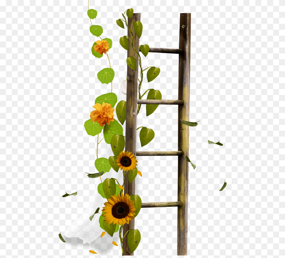 Download Flower Stairs Ladder Drawing Border Sticker Hq Ladder, Flower Arrangement, Plant, Sunflower, Ikebana Free Png