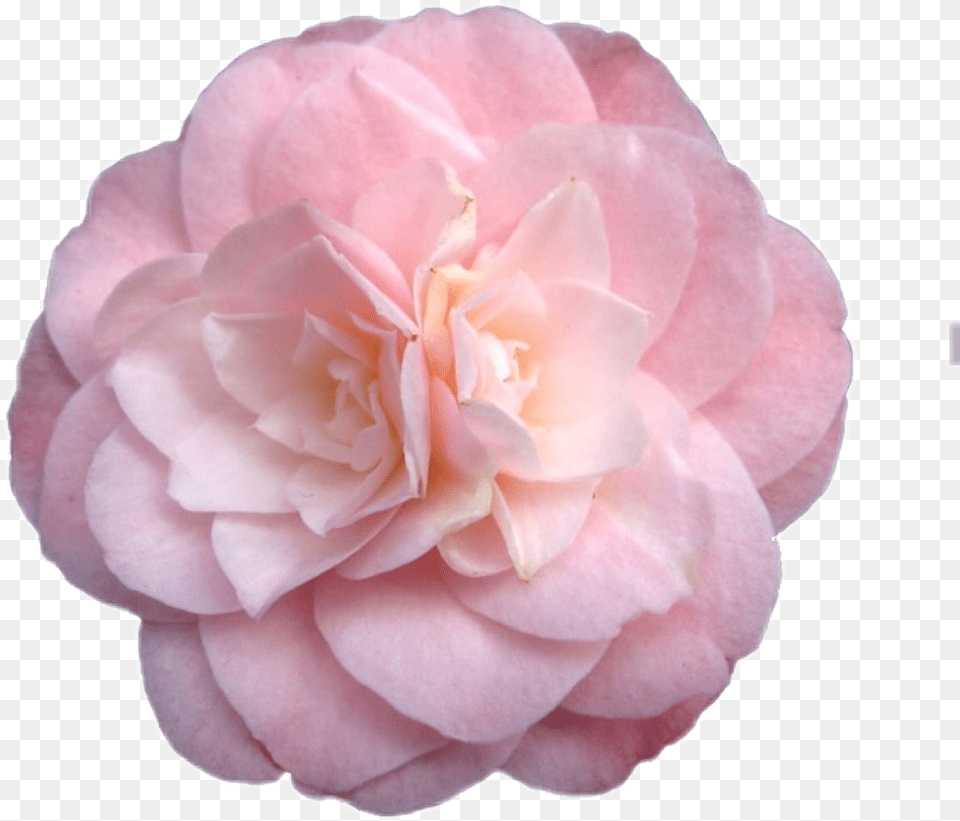 Download Flower Sticker Niche Nichememe Freetoedit Pink Flowers Tumblr, Dahlia, Petal, Plant, Rose Png Image