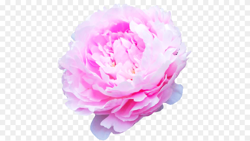 Download Flower Background Tumblr Flowers Of Common Peony, Plant, Rose Free Transparent Png
