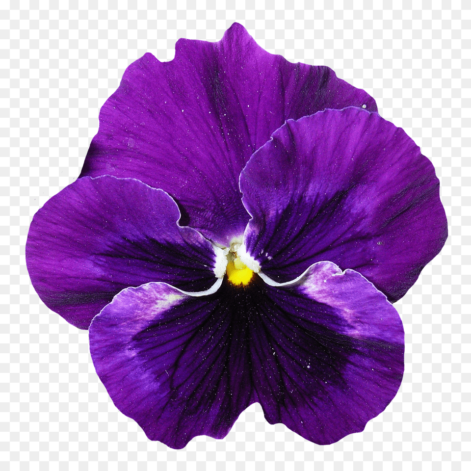 Download Flower Image And Clipart Pansy Flower, Plant, Purple, Rose Free Transparent Png