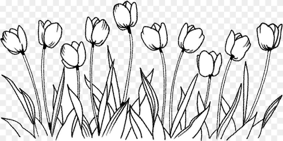 Flower Tulip Coloring Book Drawing Line Of Flowers, Art, Plant Free Png Download