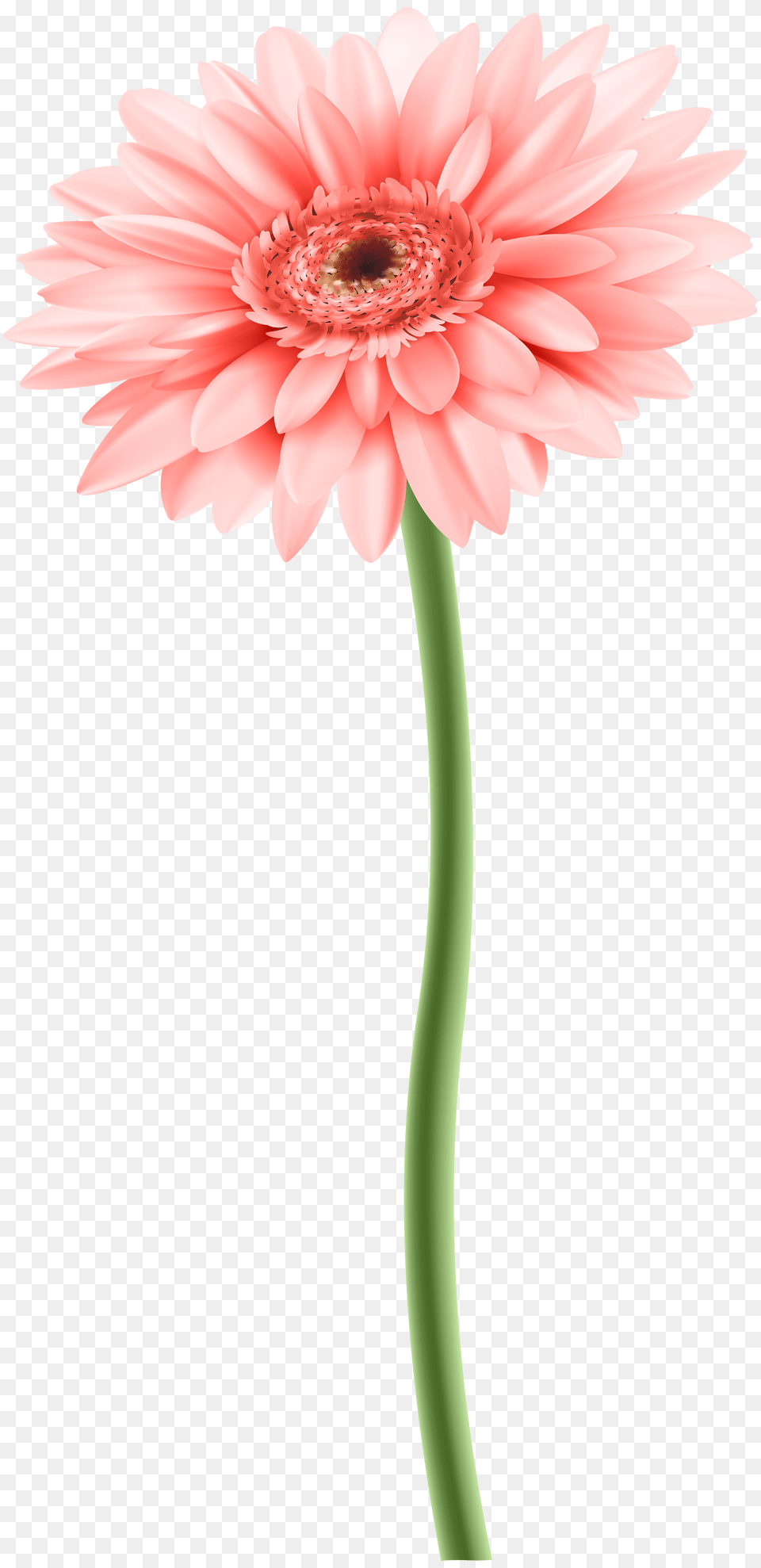 Download Flower With Stem Flower With Stem, Daisy, Plant, Dahlia, Chandelier Png