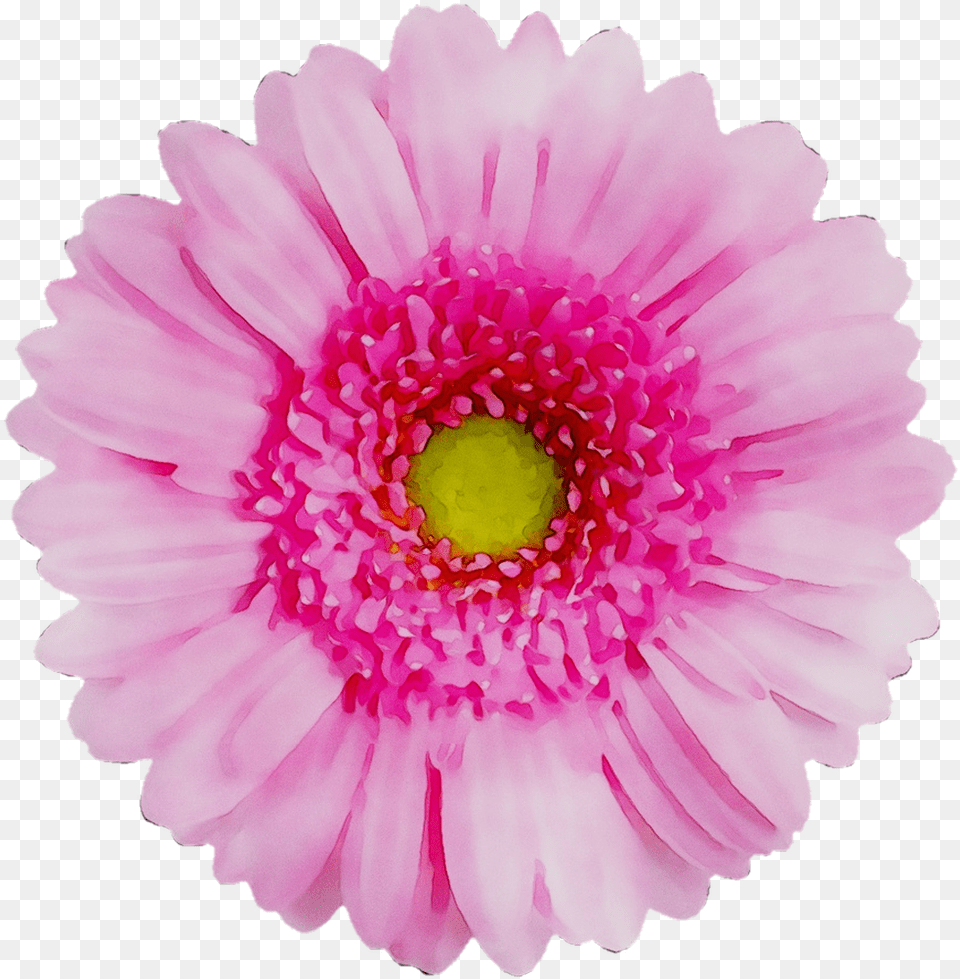 Download Flower Yellow Transvaal Chrysanthemum Daisy Red Flower With No Back Ground, Dahlia, Petal, Plant, Anemone Png Image