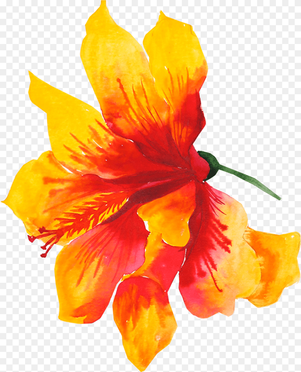 Download Flower Yellow Watercolor Painting Drawing Yellow Watercolor Flower, Petal, Plant, Hibiscus Free Transparent Png