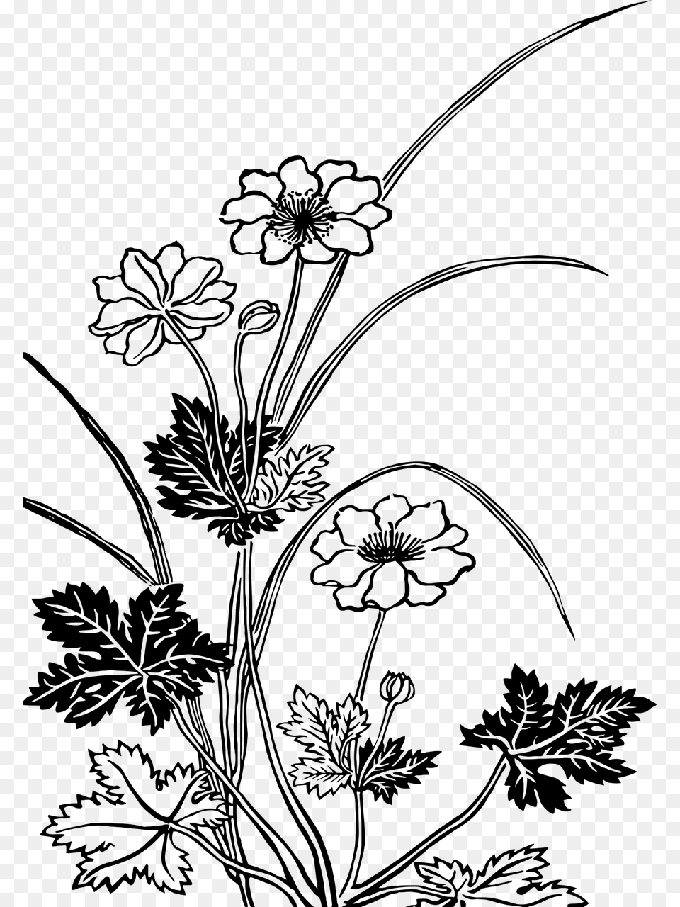 Download Flowering Plants Black And White, Gray Free Png