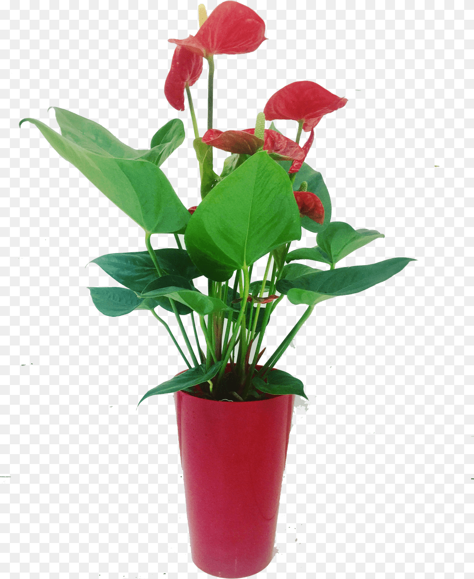 Download Flowerpot Full Size Pngkit Flowerpot, Flower, Flower Arrangement, Plant, Anthurium Png Image