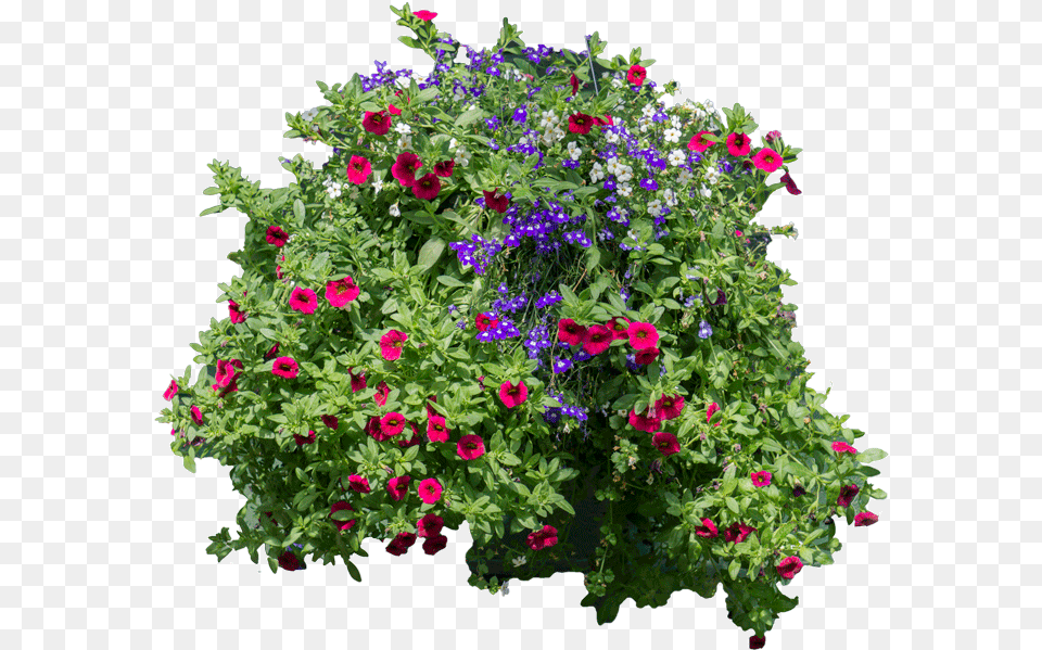 Download Flowers And Bushes Hanging Flowers Flower Arbusto Con Flores, Flower Arrangement, Flower Bouquet, Geranium, Potted Plant Free Transparent Png