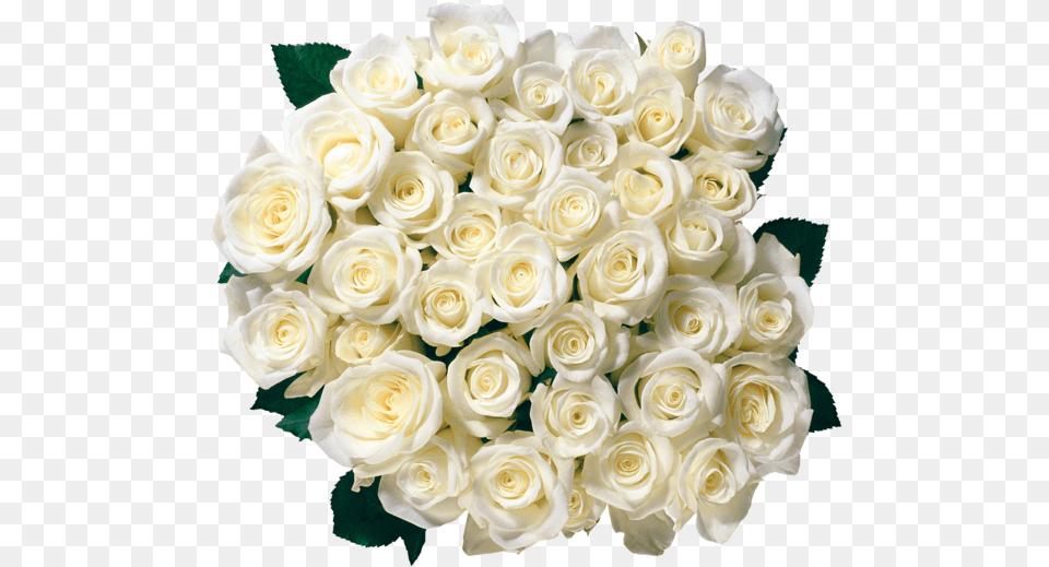 Download Flowers Clipart Birthday Roses Rose Bouquet Clipart White, Flower, Flower Arrangement, Flower Bouquet, Plant Free Png