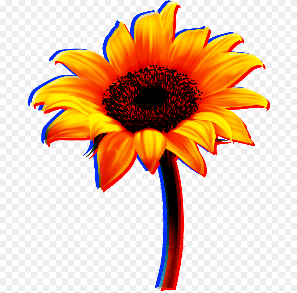 Download Flowers Flower Sunflower Sun Yellow Red Sunflower Stickers Transparent, Daisy, Plant Png Image