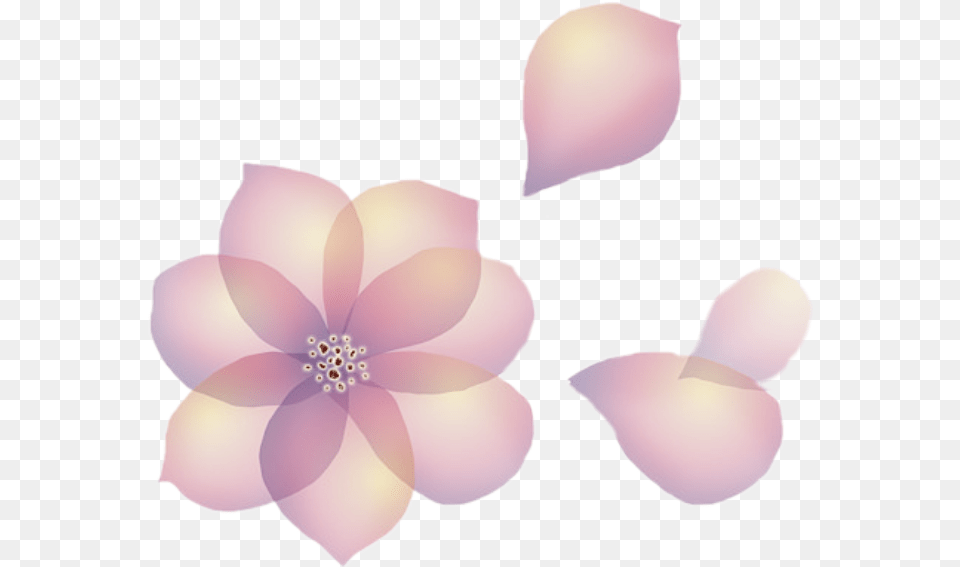 Download Flowers Petals Transparent Flower Petal Transparent Background, Anemone, Plant, Dahlia, Chandelier Png Image
