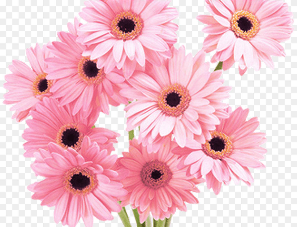 Download Flowers Pink Tumblr Vaporwave Aesthetic Flower Flower Pink Hd, Daisy, Plant, Petal Free Png