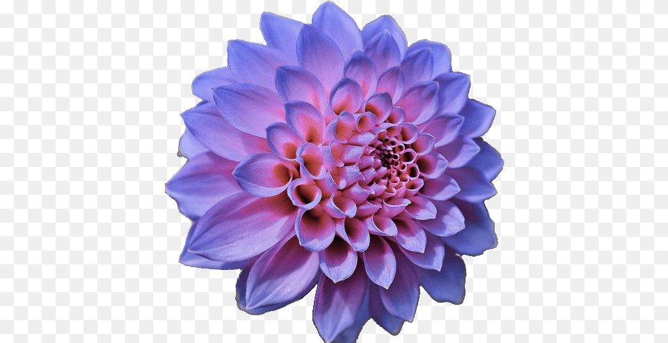 Download Flowers Tumblr Crown Flower Editor, Dahlia, Plant Png