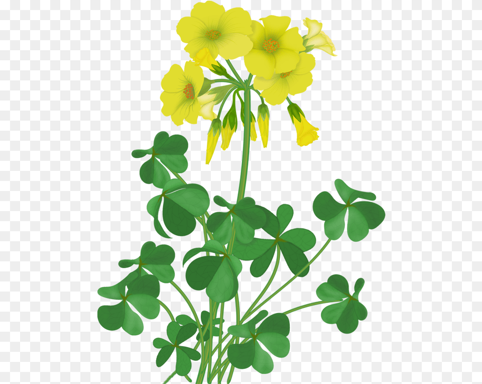Download Flowers Vector Wildflowers Illustration Full Primrose Clipart, Flower, Geranium, Leaf, Plant Free Transparent Png