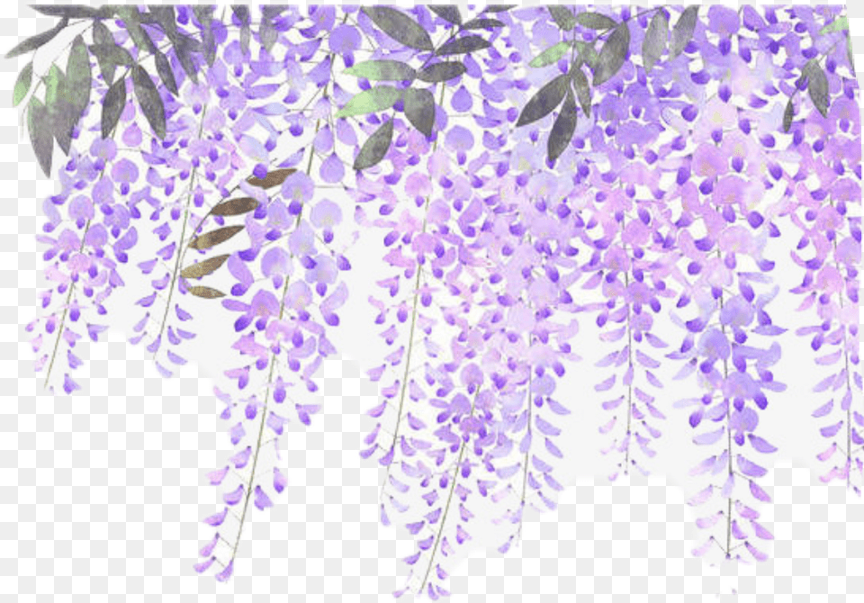 Download Flowers Vines Purple Sticker Lavender Flower Transparent Wisteria Flower, Plant, Outdoors Png Image