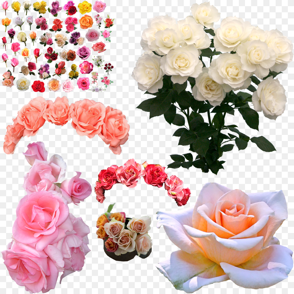Download Flowers White Rose Pink White Flower Rose, Flower Arrangement, Flower Bouquet, Petal, Plant Png Image