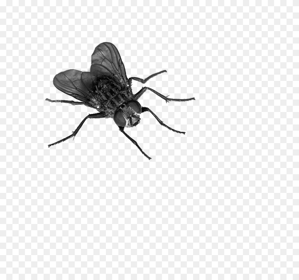 Fly 4 Hq Image In Transparent Background Fly, Animal, Insect, Invertebrate, Bee Free Png Download