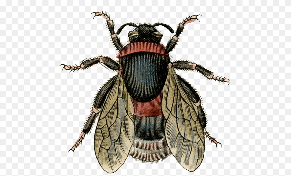 Download Fly Antique Bee, Animal, Insect, Invertebrate, Wasp Png Image