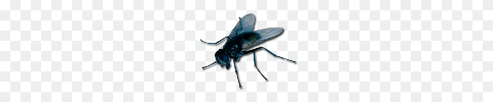 Download Fly Free Photo Images And Clipart Freepngimg, Animal, Insect, Invertebrate Png Image
