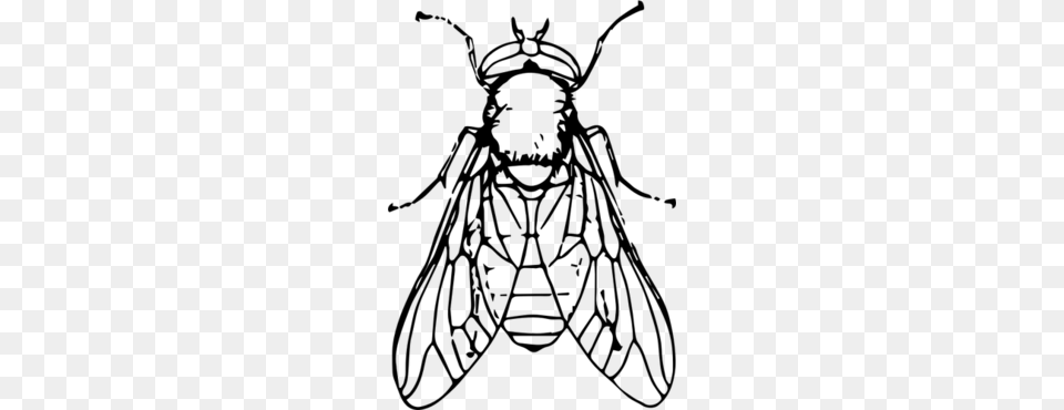 Download Fly Images Black And White Clipart Insect Clip Art, Gray Png Image