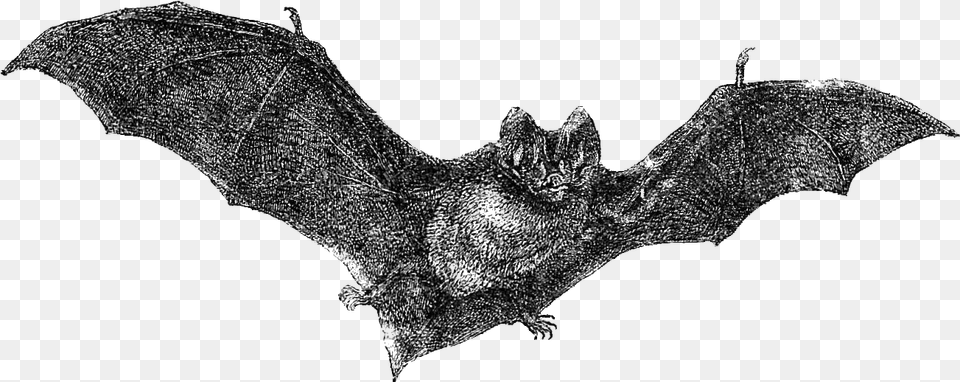 Download Flying Bats Vintage Halloween Art Vintage Bat, Animal, Mammal, Wildlife, Person Png Image