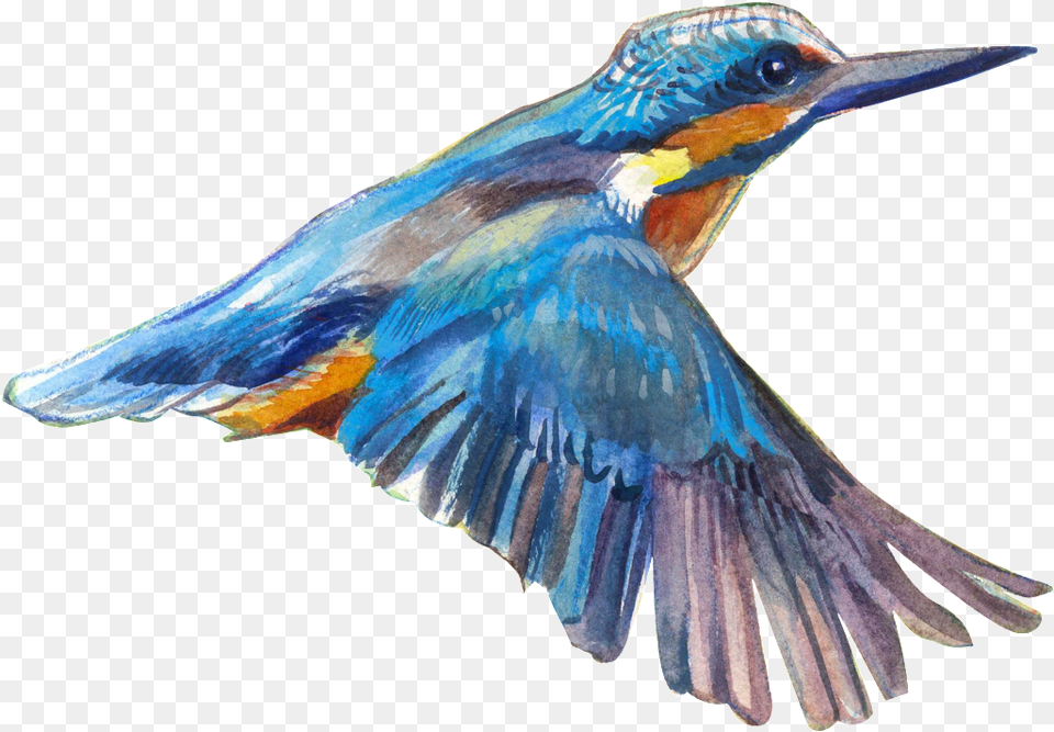 Download Flying Bird Bird Image With No Flying Bird, Animal, Jay, Bee Eater, Bluebird Free Png