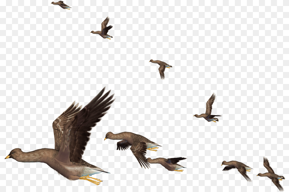 Download Flying Bird Clipart Realistic Birds Flying, Animal, Duck, Mallard, Waterfowl Png