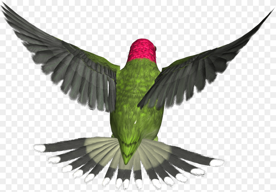 Download Flying Bird Gif, Animal, Hummingbird Free Transparent Png