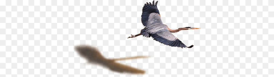 Flying Bird Heron Flying Image With Ciconiiformes, Animal, Waterfowl, Stork, Beak Free Png Download