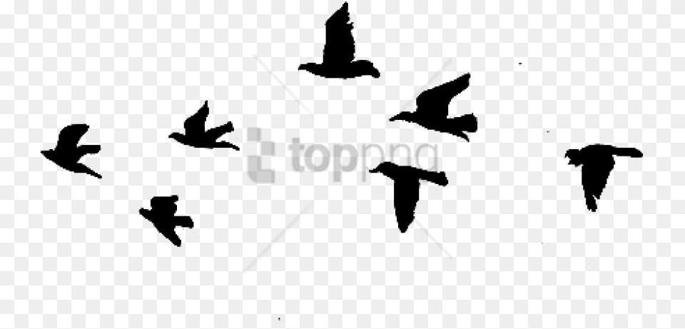 Flying Birds Gif Drawing Images Easy Black Bird Drawing, Stencil, People, Person, Silhouette Free Png Download