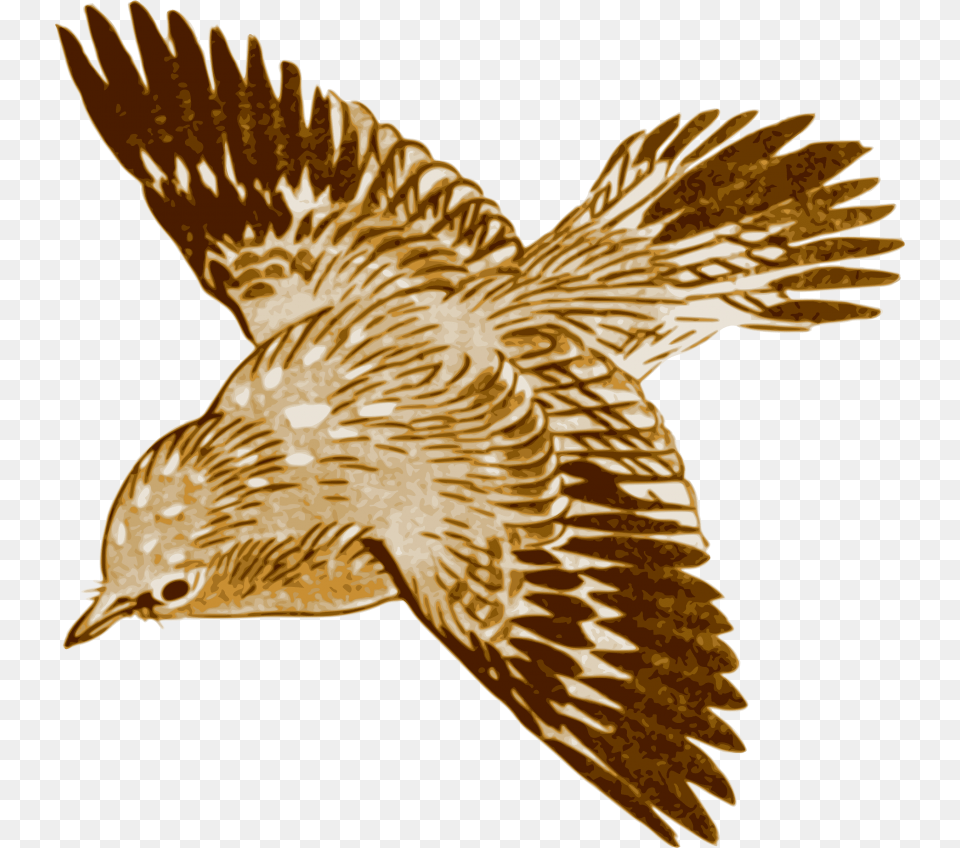 Download Flying Brown Birds Images Background Brown Bird Flying Painting, Animal, Buzzard, Hawk, Kite Bird Png