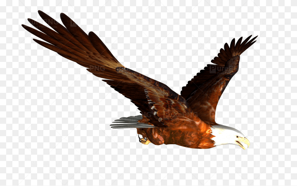 Flying Eagle Clipart Bald Eagle Clip Art Eagle, Animal, Beak, Bird Free Png Download