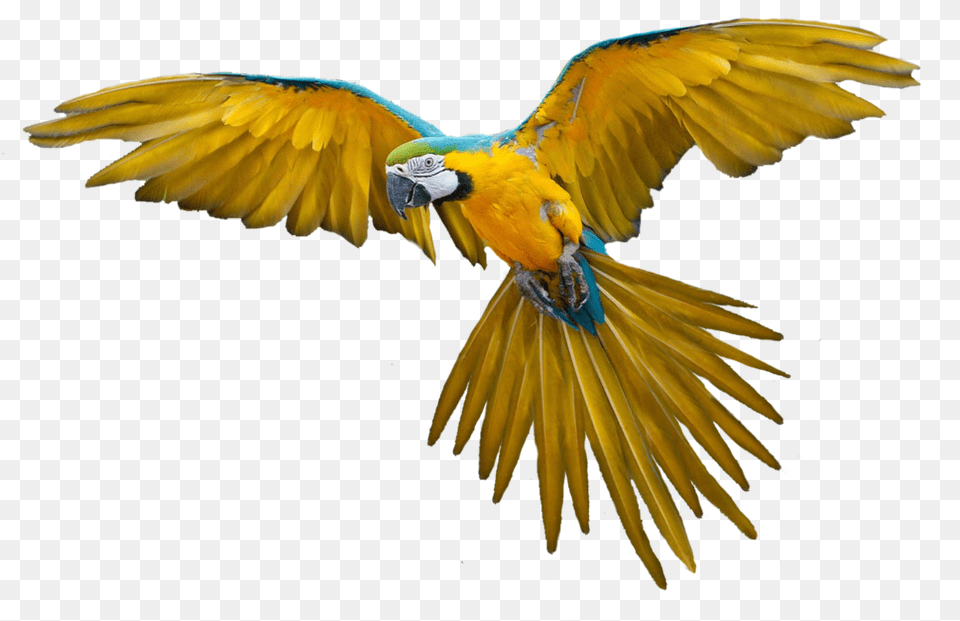 Download Flying Parrot Transparent Bird Flying Gif, Animal, Macaw Free Png