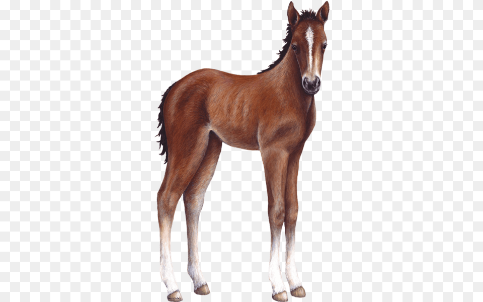 Download Foal Farm Animal Wall Decal Sticker Baby Horse, Colt Horse, Mammal Png Image