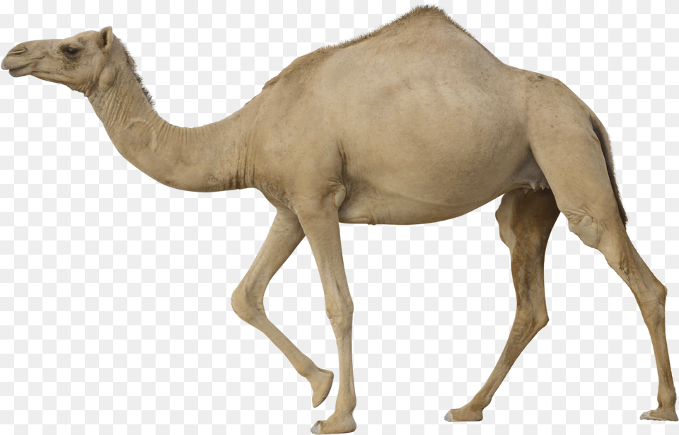 Download For Camel Image Camel, Animal, Mammal, Antelope, Wildlife Png