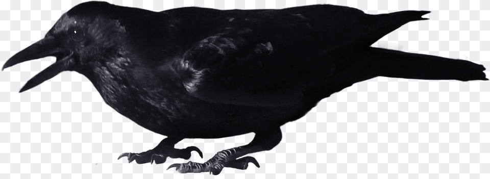 Download For Crow Picture Crow, Animal, Bird, Blackbird Free Transparent Png
