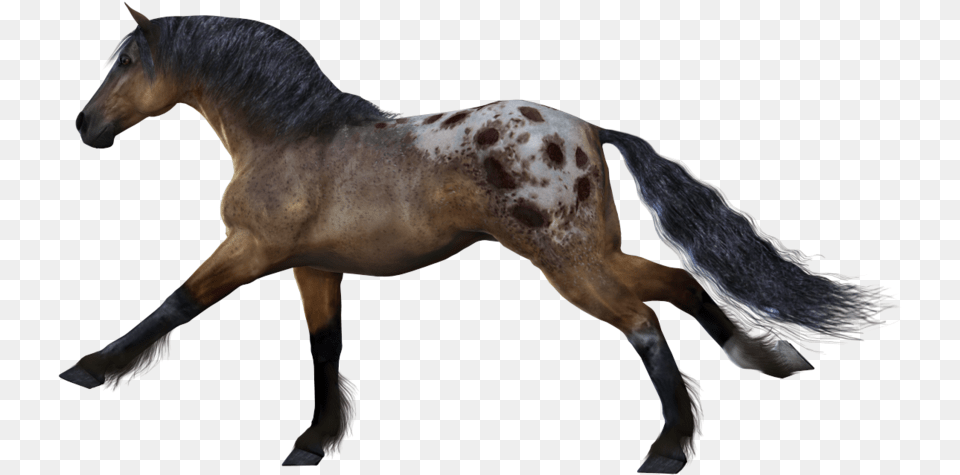 Download For Free Horse Transparent Horse Running No Background, Animal, Colt Horse, Mammal, Stallion Png