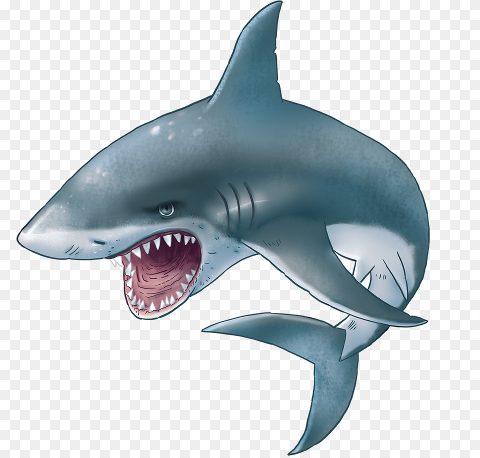 For Sharks Image Transparent Background Great White Shark Clipart, Animal, Sea Life, Fish Free Png Download