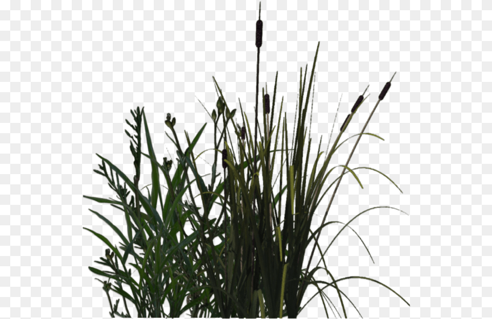 Download For Pond In High Resolution Swamp Plants, Grass, Plant, Vegetation, Reed Free Png